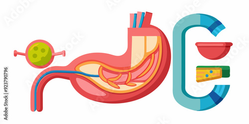 3D stomach vector set, esophagus icon kit, anatomy medical illustration, human internal organ. Sick abdomen, acid digestive ache, gastric digestive system on white. 3D stomach pain biology clipart