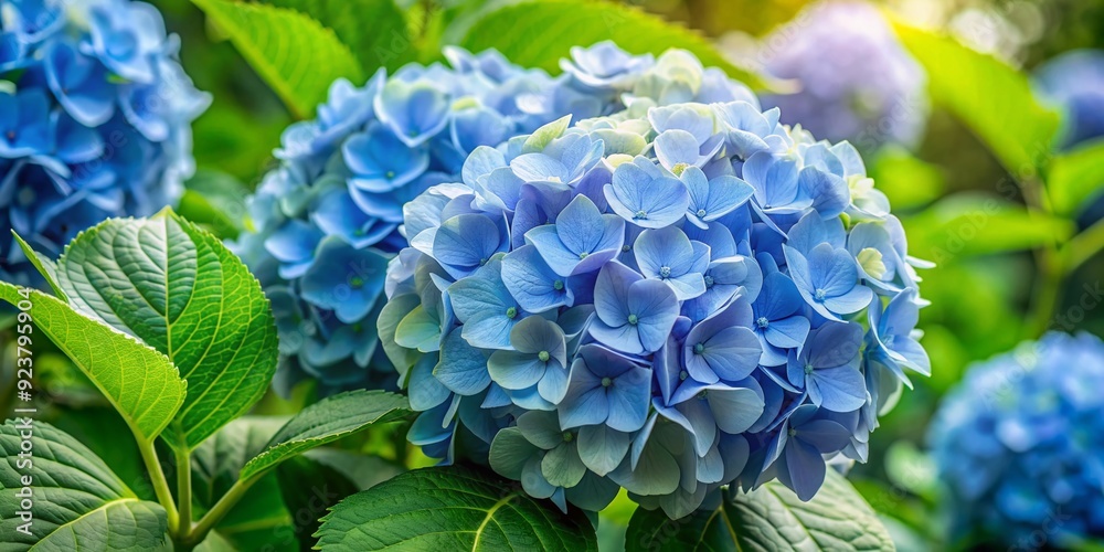 Delicate pale blue hydrangea macrophylla flowers with soft, lace-like petals and voluminous clusters bloom amidst lush, emerald-green leaves in a serene, natural setting. Delicate pale blue hydrangea macrophylla flowers with soft, lace-like petals and voluminous clusters bloom amidst lush, emerald-green leaves in a serene, natural setting.