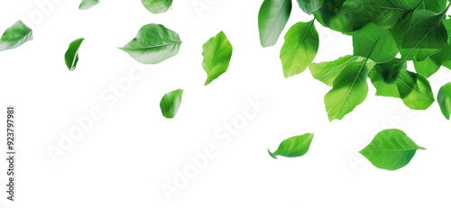 PNG Flying green leaves border backgrounds plant leaf.