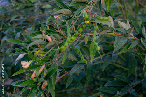 The pigeon pea or toor dal, with scientific name of Cajanus cajan, is a perennial legume widely cultivated in tropical and semitropical regions around the world. photo