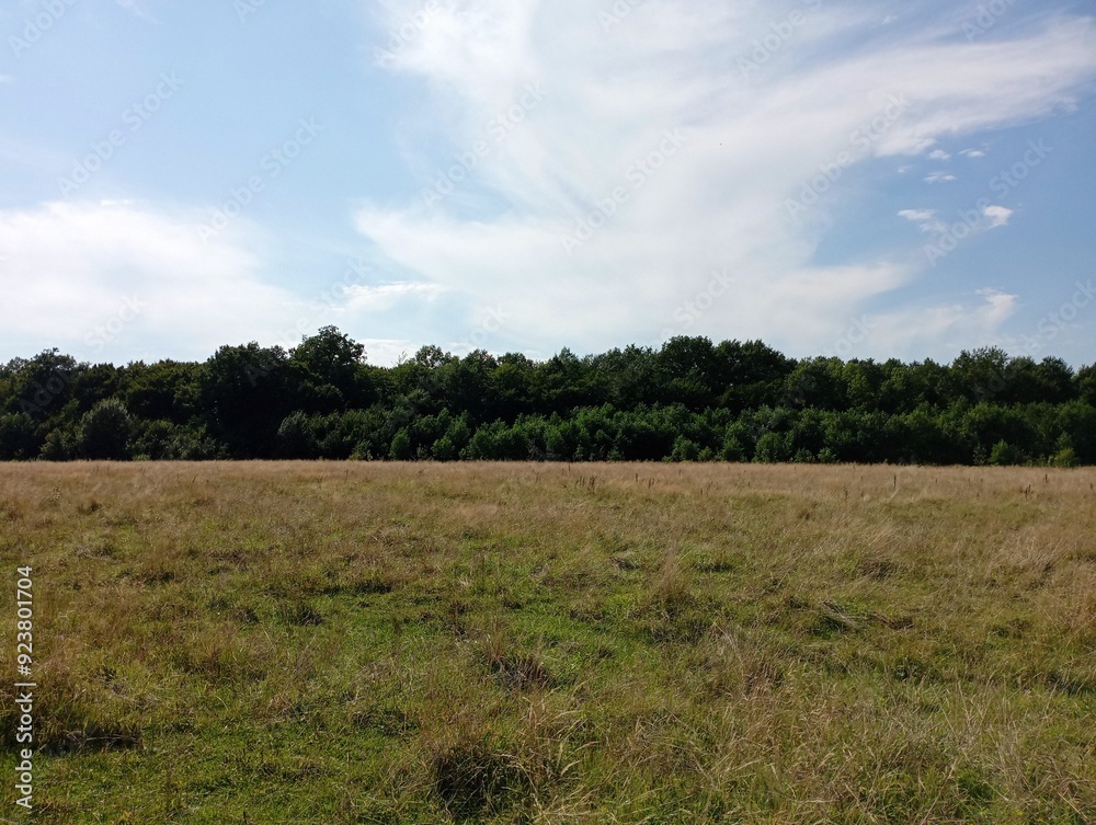 Beautiful landscape with a green oak forest on the horizon. A large grassy meadow near the forest. Beautiful landscape with a green oak forest on the horizon. A large grassy meadow near the forest.