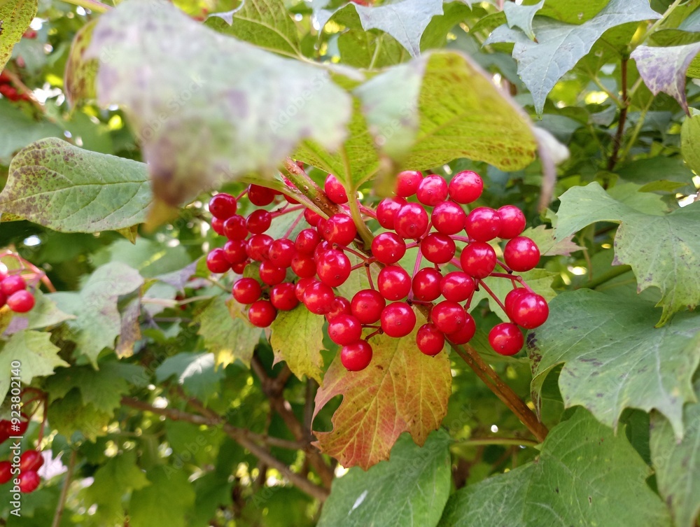 Fototapeta premium Bright red viburnum berries on a bush among green leaves in the afternoon on the street. A green bush with red bright saturated small berries in an inflorescence. Horono red viburnum symbol of Ukraine