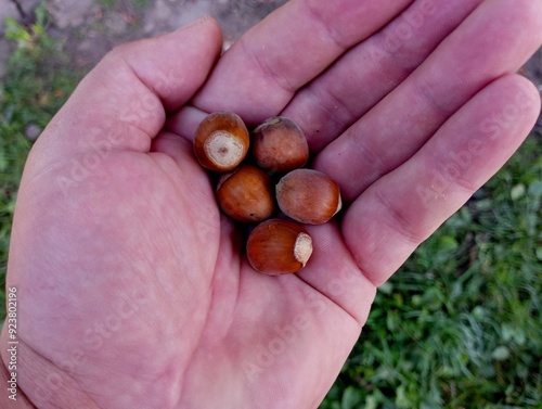 In a person's hand are several brown hazelnuts collected under a tree. The topic of nuts and their cultivation. photo