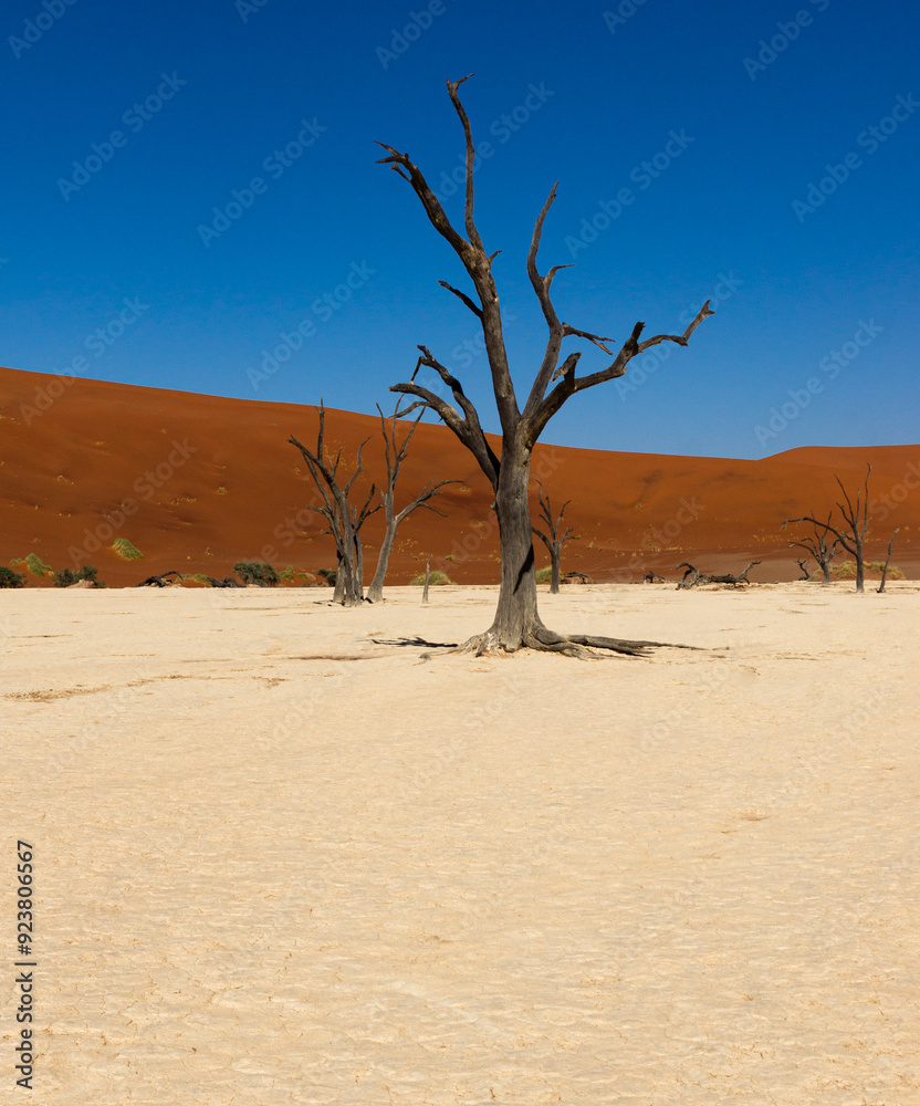 abgestorbene Bäume im Deadvlei
