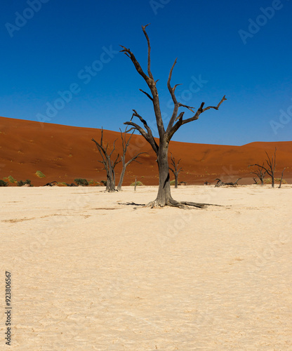 abgestorbene Bäume im Deadvlei