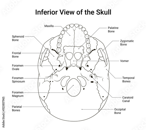 Inferior View of the Skull in Line Style