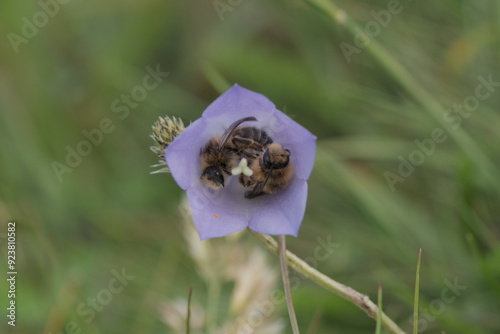 Bees sleeping inside a harebell flower
