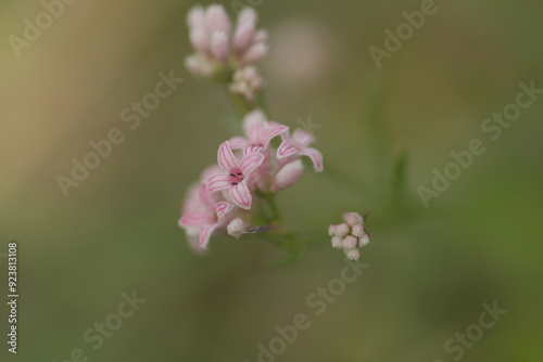 Squinancywort flower close up