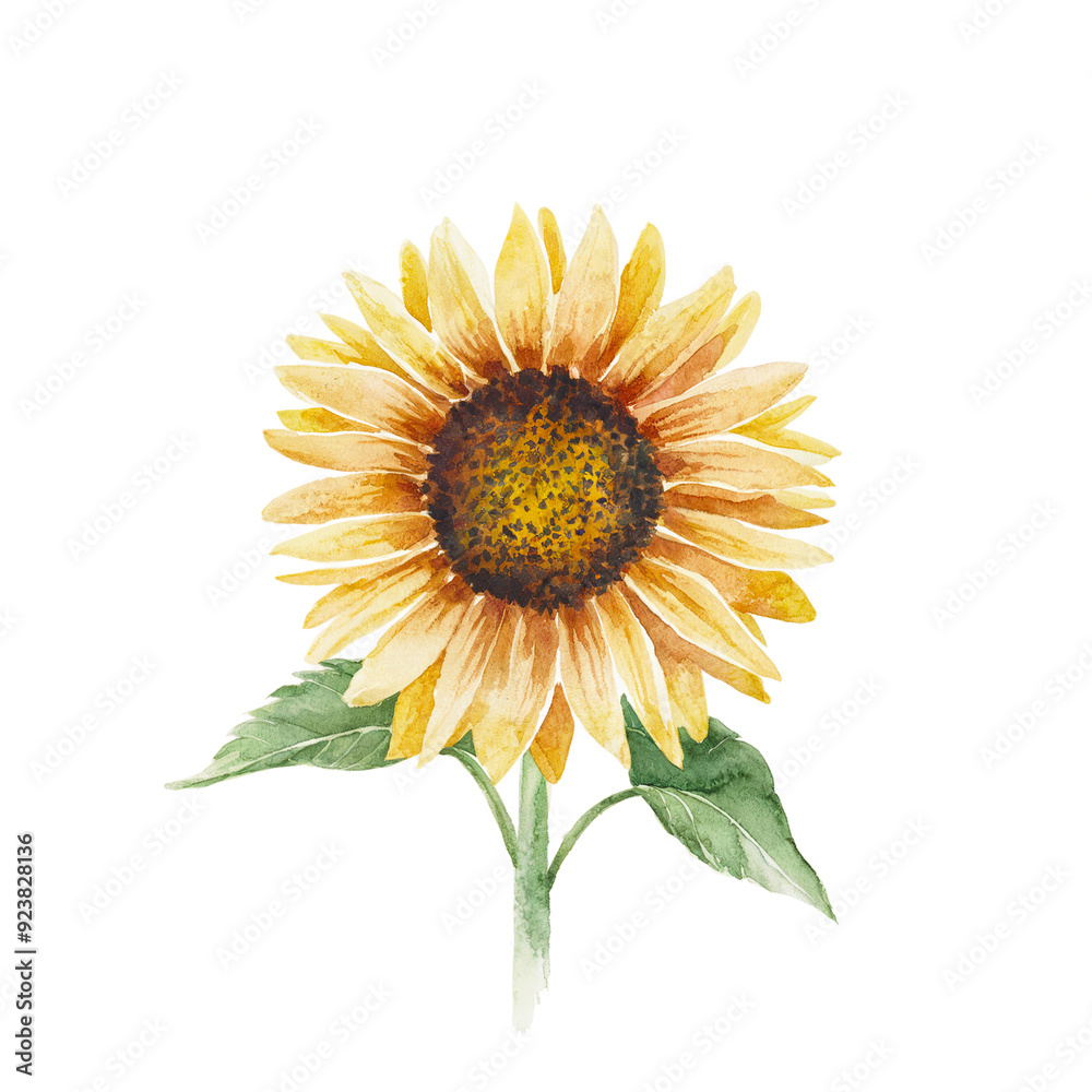 Obraz premium Single sunflower stem. Hand drawn rustic watercolor illustration.