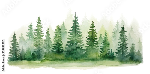 PNG Watercolor evergreen forest illustration, transparent background