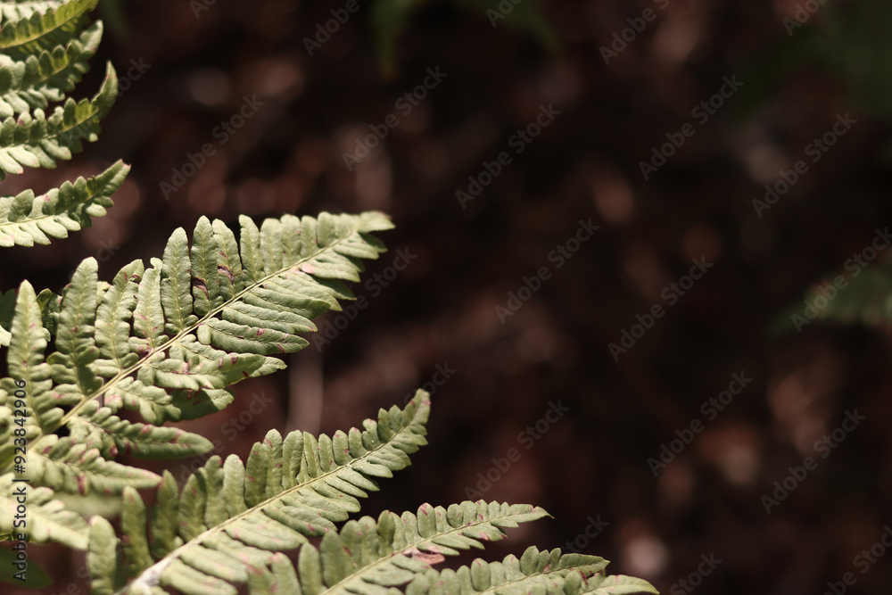Green fern leaves with spots. Ferns in the forest in summer, close-up. Vegetation. Natural background. Fern growing on the forest floor Green fern leaves with spots. Ferns in the forest in summer, close-up. Vegetation. Natural background. Fern growing on the forest floor