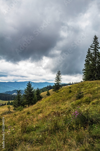 Landscapes - Forest - Europe, Romania, Suceava region