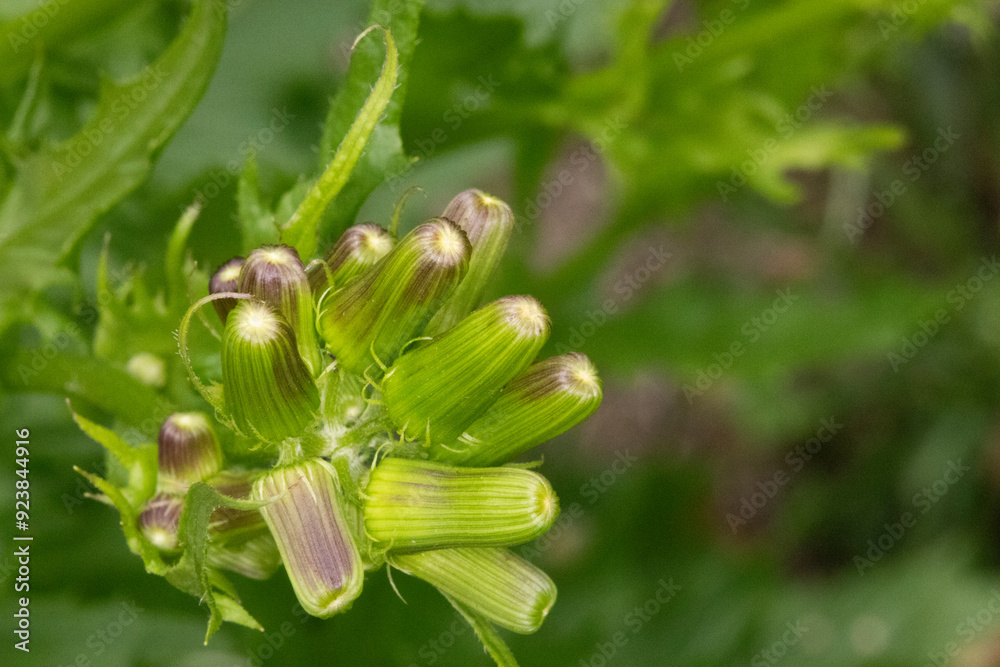 close up of mutated wildflower buds green background close up of mutated wildflower buds green background