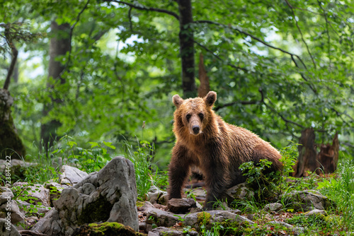 Brown bear - close encounter with a wild brown bear eating in the forest and mountains of the Notranjska region in Slovenia