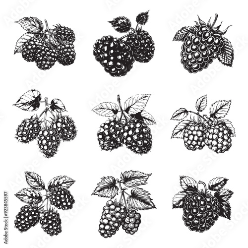 Set of blackberry vector illustrations - hand drawn blackberry - black and white blackberry isolated on white background