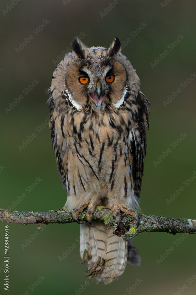 Beautiful long-eared owl (Asio otus) on a branch in Gelderland in the Netherlands with a dark background . Beautiful long-eared owl (Asio otus) on a branch in Gelderland in the Netherlands with a dark background .