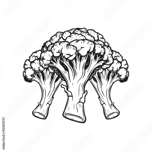 Broccoli vector design on white background - Black and white sketch of broccoli