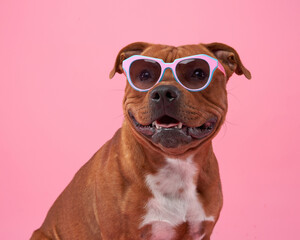 Acrylglasbilder Tierarzt Staffordshire Bull Terrier mit Sonnenbrille  © Anna Averianova