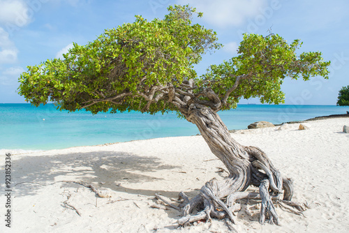 Aruba Divi Tree  photo