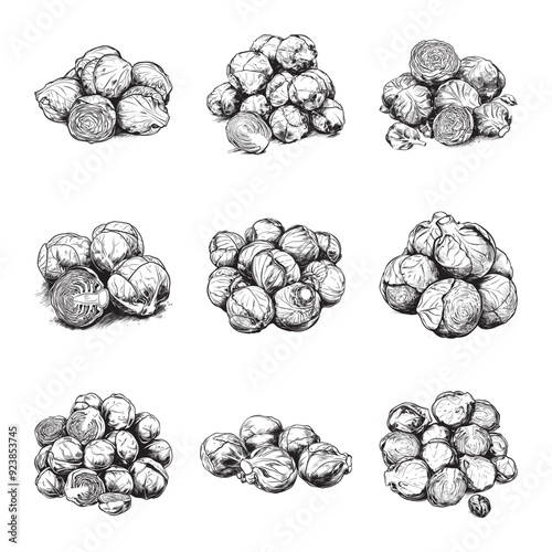 Set of brussel sprouts vector illustrations - hand drawn brussel sprouts - black and white brussel sprouts isolated on white background