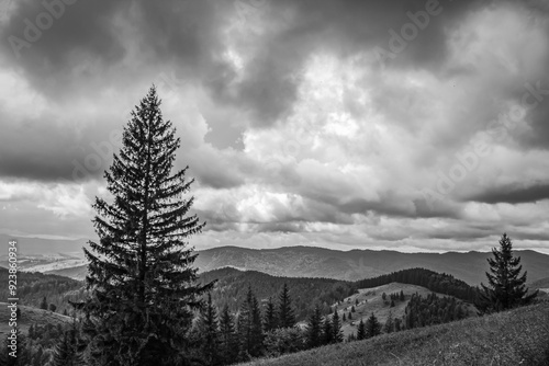 Landscapes - Forest - Europe, Romania, Suceava region