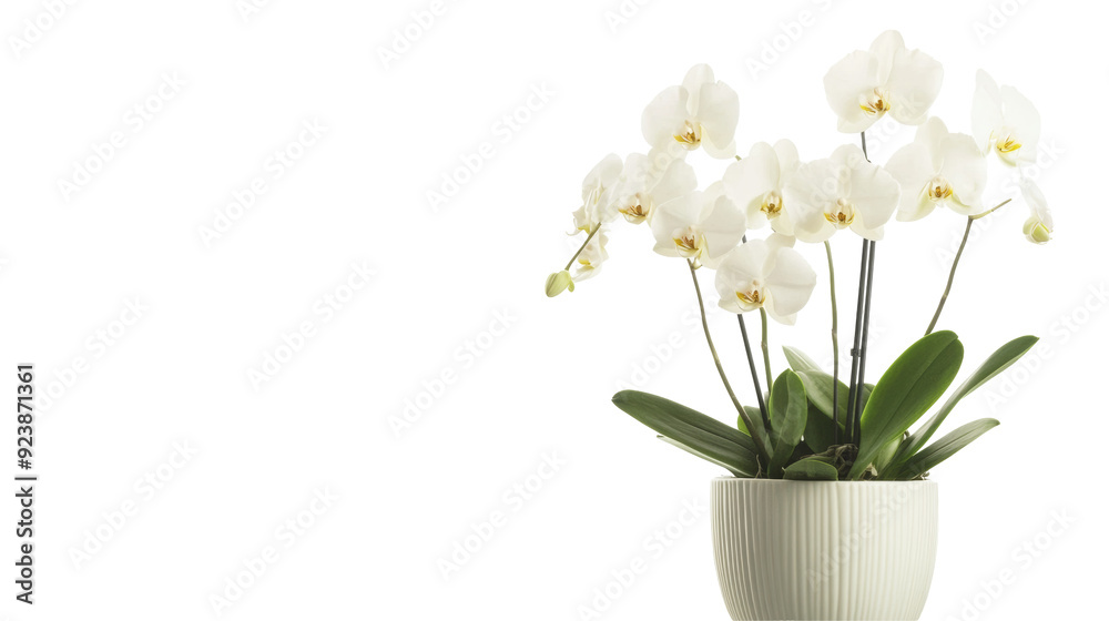 An elegant Moon Orchid plant thriving in a luxurious pot, featuring its stunning flowers that command attention and enhance any decorative space. An elegant Moon Orchid plant thriving in a luxurious pot, featuring its stunning flowers that command attention and enhance any decorative space.