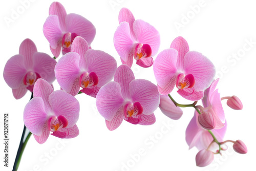 Stunning arrangement of orchid flowers presented in a pot, perfectly isolated on a transparent background, highlighting their beauty and intricate details.