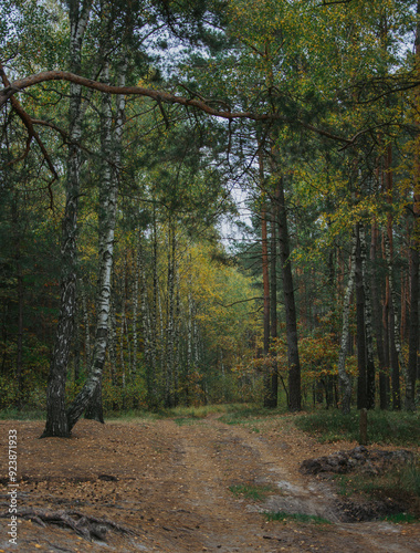 autumn in the forest