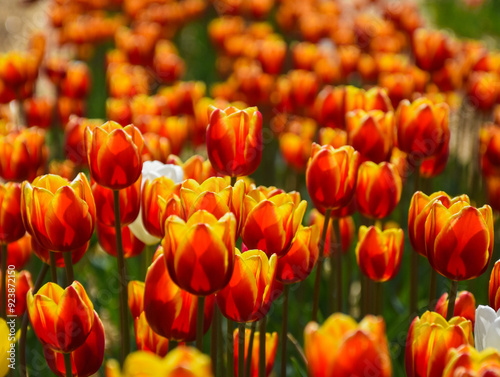 field of tulips