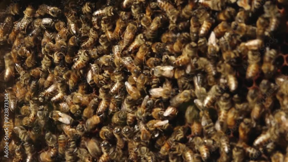 A detailed close-up of a dense swarm of bees clustering together on a honeycomb. The image captures the intricate activity of the bees as they work within the hive, showcasing the complex structure A detailed close-up of a dense swarm of bees clustering together on a honeycomb. The image captures the intricate activity of the bees as they work within the hive, showcasing the complex structure