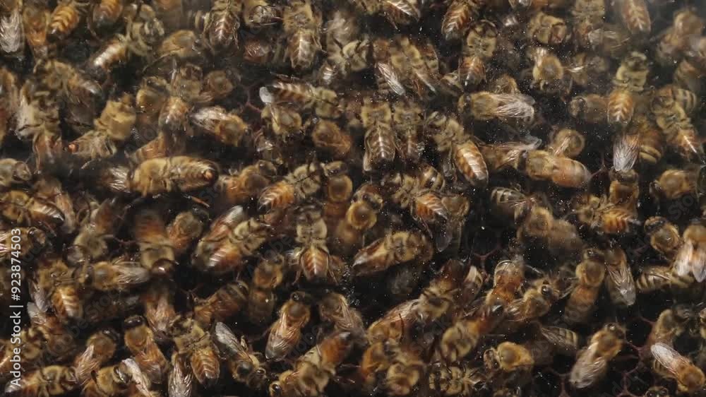 A detailed close-up of a dense swarm of bees clustering together on a honeycomb. The image captures the intricate activity of the bees as they work within the hive, showcasing the complex structure A detailed close-up of a dense swarm of bees clustering together on a honeycomb. The image captures the intricate activity of the bees as they work within the hive, showcasing the complex structure