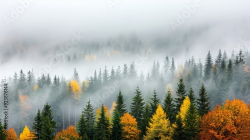 A misty, foggy forest with a mix of trees in various stages of autumn