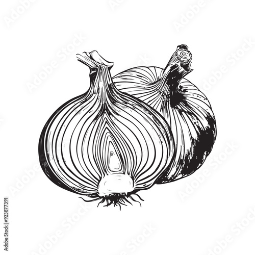 Onion vector design on white background - black and white sketch of onion