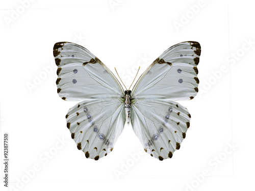 Fotografija morpho catenarius isolated on white background