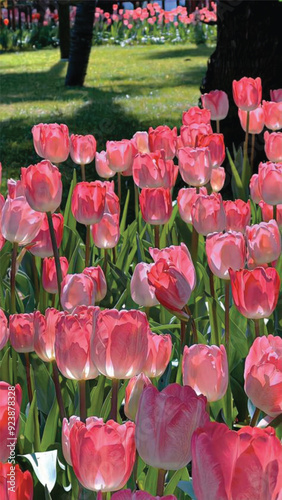 nice flower 2024