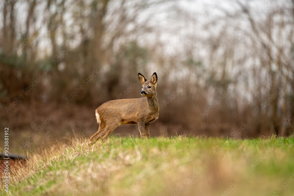 Fototapeta premium Deer in search of food in spring