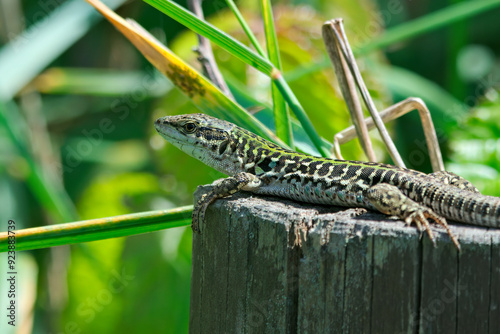 Lucertola al sole