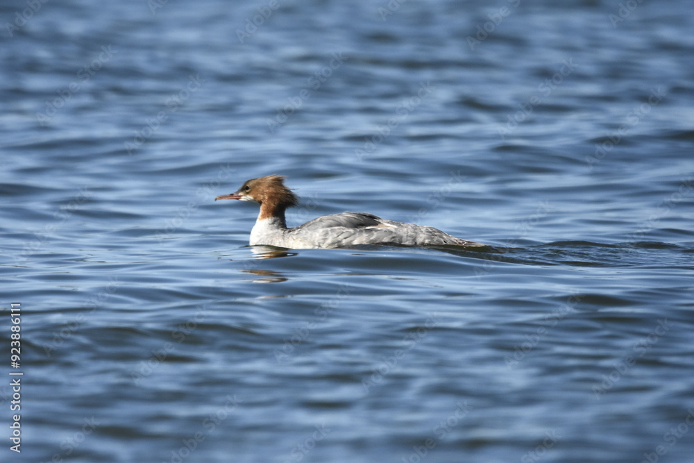 Common merganser on the Baltic Sea, Poland Common merganser on the Baltic Sea, Poland