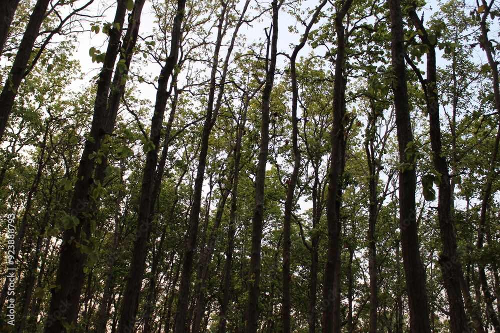 Beautiful nature photography. forest photography Beautiful nature photography. forest photography