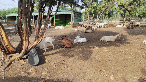 Ziege, Tiere im Zoo, Bauernhof, 
