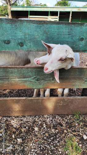 Ziege, Tiere im Zoo, Bauernhof, 