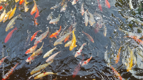 Fische, Kois im Teich, Goldfische