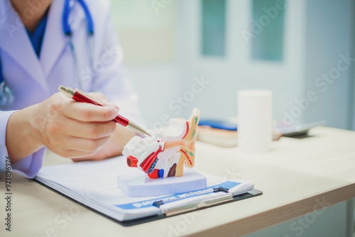 Doctor with human ear anatomy model, ear disease, otitis media, perforated eardrum, Meniere's disease, otolaryngology, hearing loss in the elderly, Schwann tumor