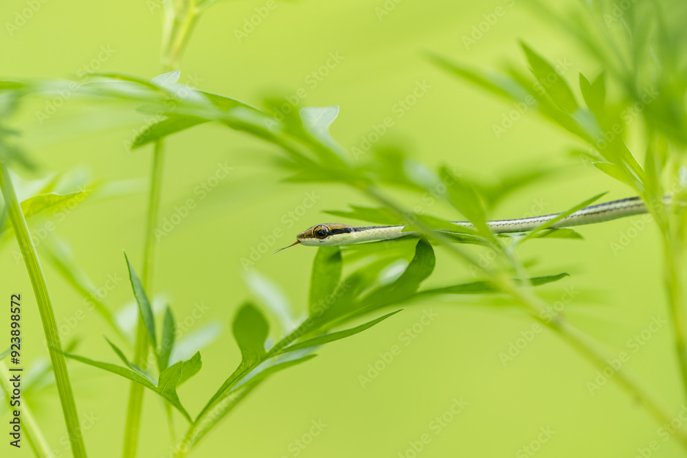 Close up snake head on green tree background.Dangerous and poisonous animals concept. Close up snake head on green tree background.Dangerous and poisonous animals concept.