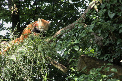 Red panda inside the Torbiera park in Italy (Piemonte, Agrate) photo