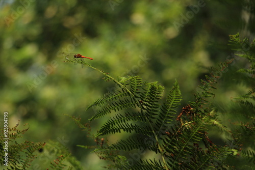 Dragonfly on a plant inside the Torbiera Park in Italy (Piemonte,Agrate) photo