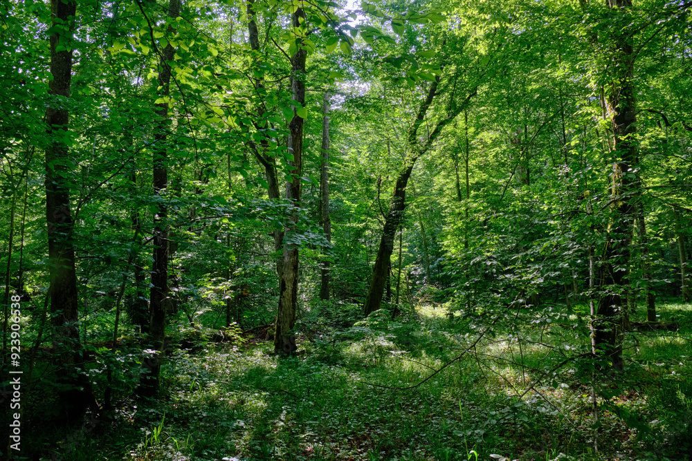 Obraz premium Springtime deciduous stand with old trees