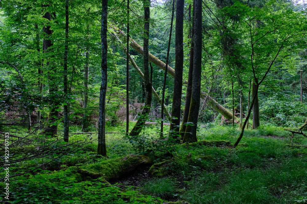 Fototapeta premium Springtime deciduous stand with old trees