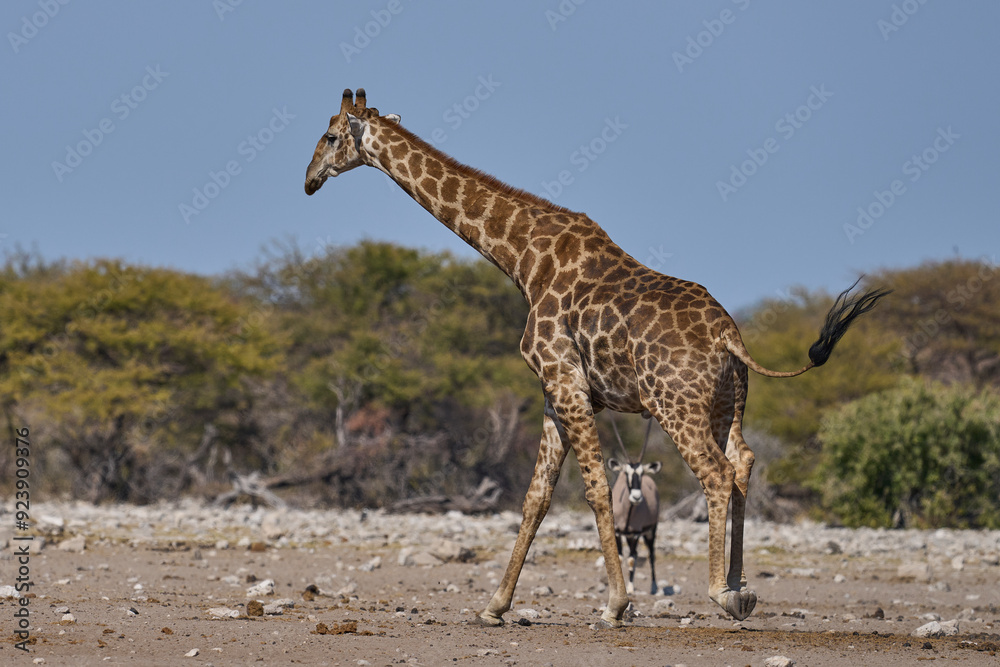 Obraz premium Giraffe (Giraffa camelopardalis) at a waterhole in Etosha National Park, Namibia