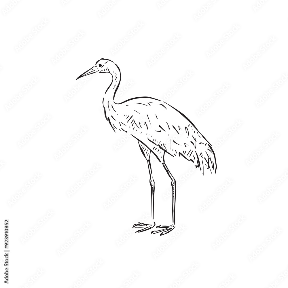 Fototapeta premium A line drawn heron in black and white, drawn by hand. Bird vector. 